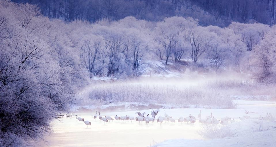 Red-crowned cranes in Kushiro-Shitsugen National Park, Hokkaido, Japan