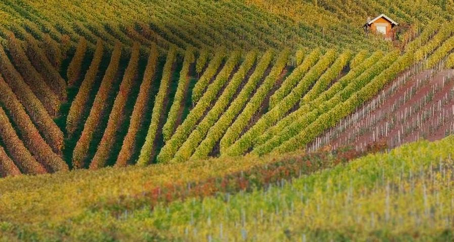 秋色满溢的德国巴登符腾堡葡萄园