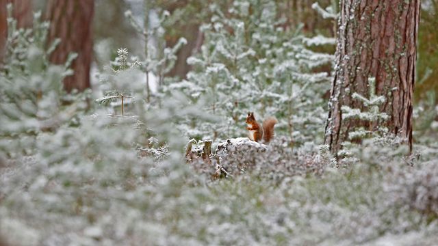 Écureuil roux, Parc national de Cairngorms, Écosse