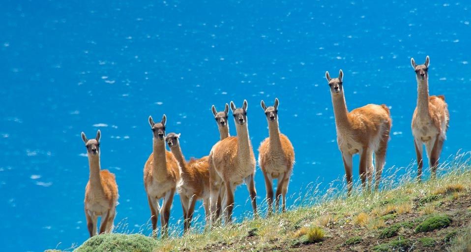 A herd of guanacos (Lama guanicoe) in southern Patagonia, Torres del Paine National Park, Chile