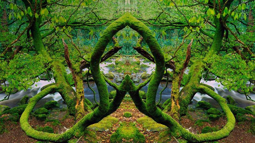 爱尔兰基拉尼国家公园内被苔藓覆盖的树木的镜像照片