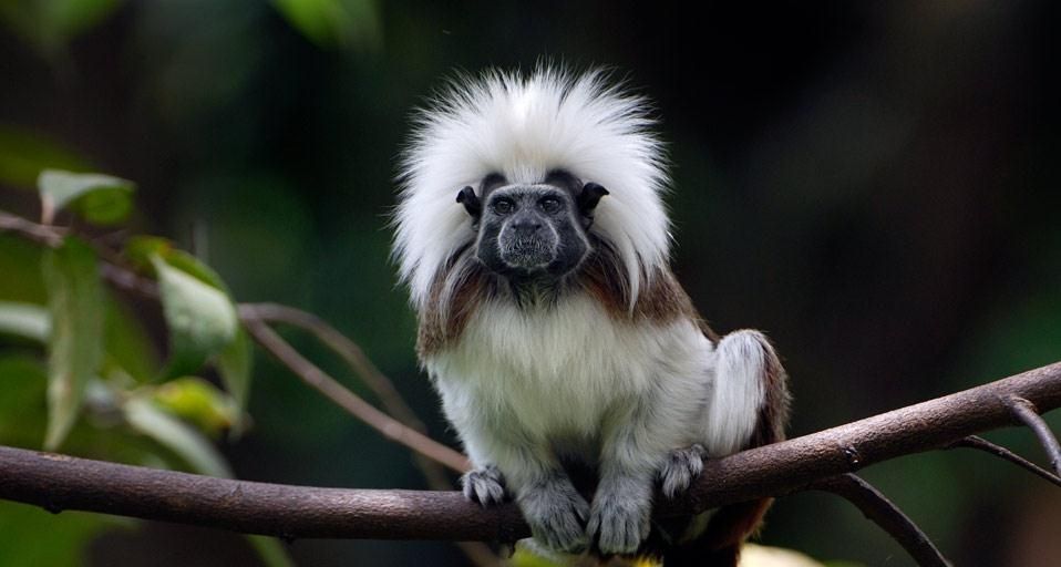 cotton top tamarin stuffed animal