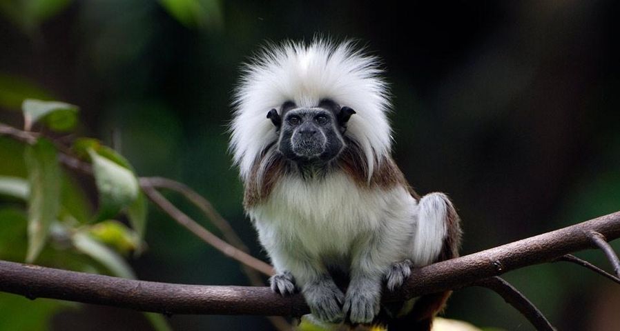 Cotton-top or Pinché tamarin of northern Colombia