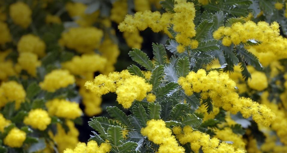 Bailey's wattle Acacia baileyana