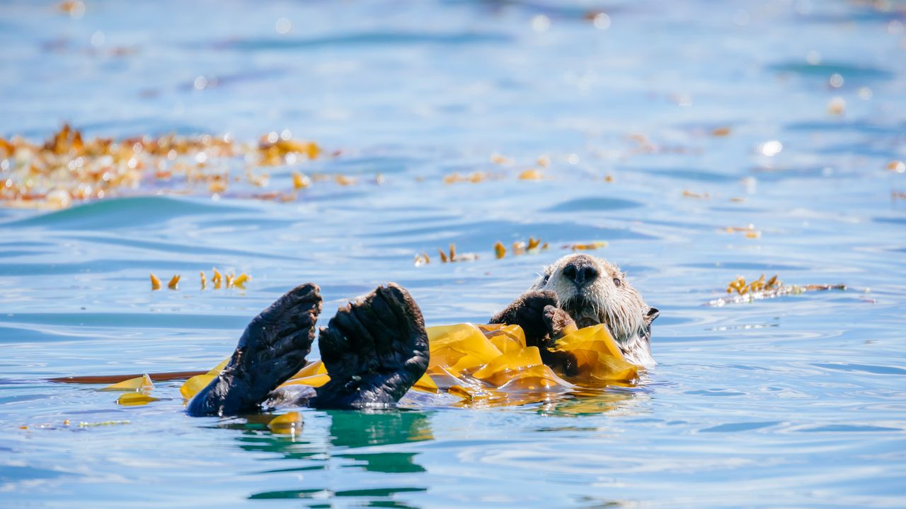 Sea otter in Bartlett Cove, Glacier Bay National Park and Preserve, Alaska