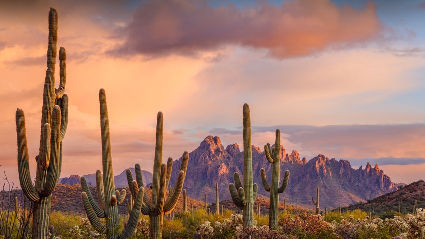 Cactus saguaro, Monumento Nacional Ironwood, Arizona, EE.UU.