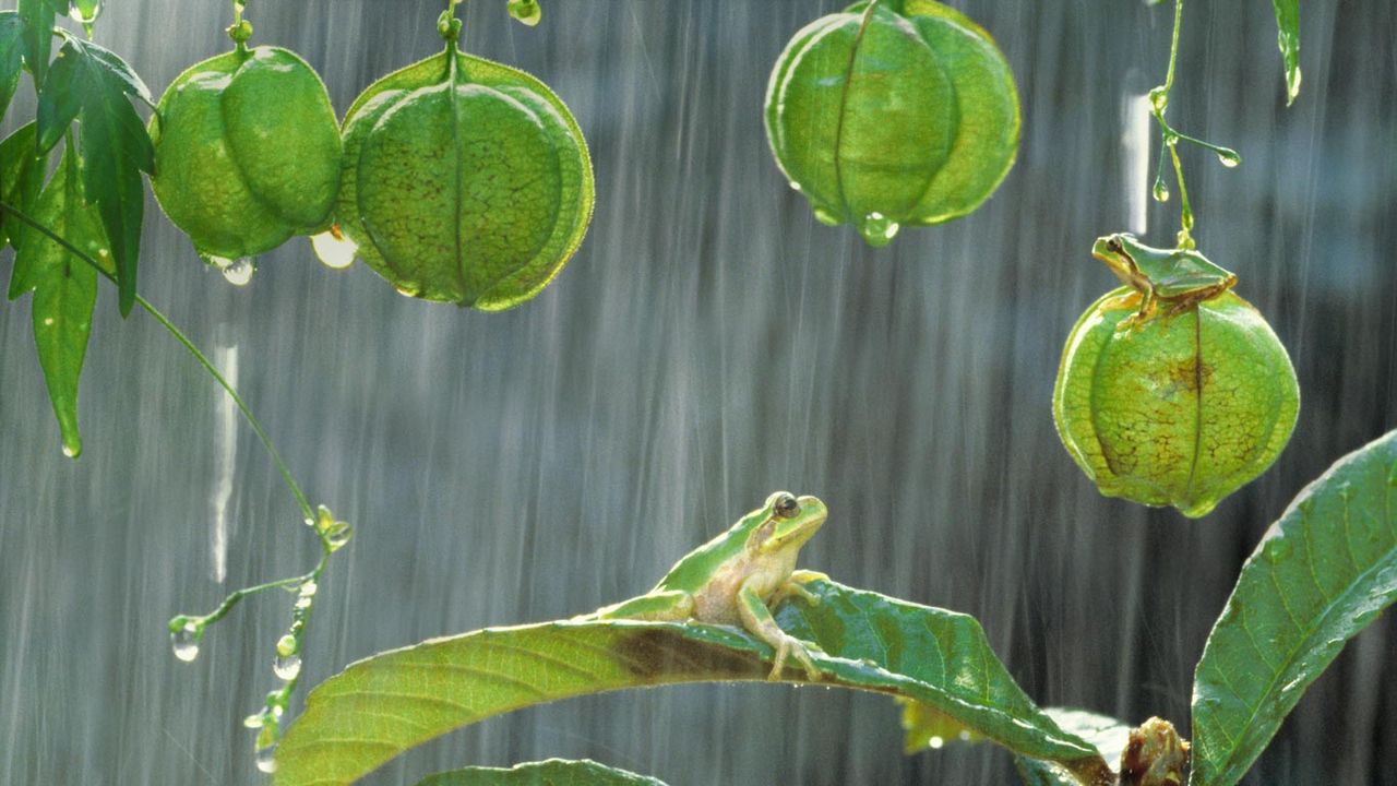 Grenouille Hyla japonica