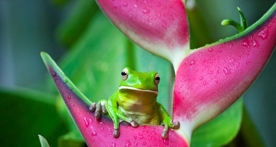 White-lipped tree frog (Litoria infrafrenata) on a heliconia flower in Cairns, Queensland, Australia