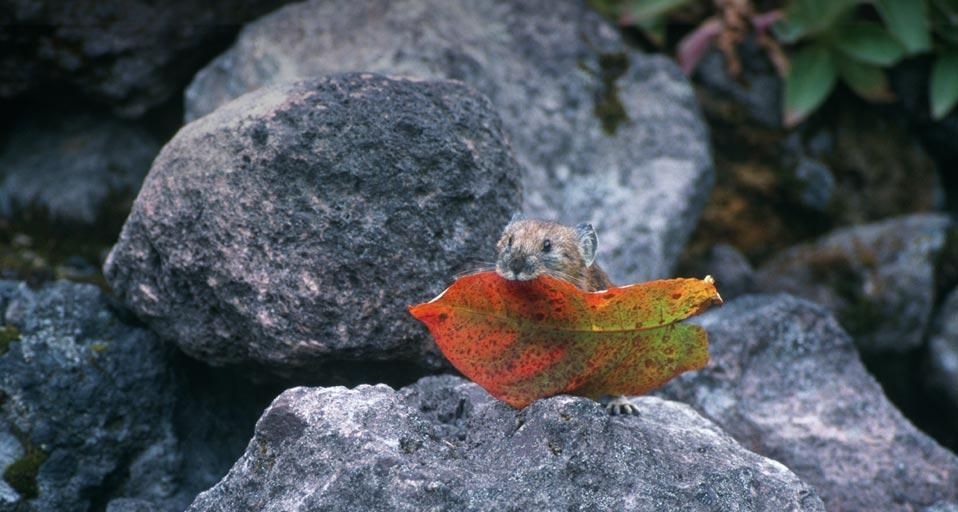 ｢エゾナキウサギ｣北海道, 美瑛