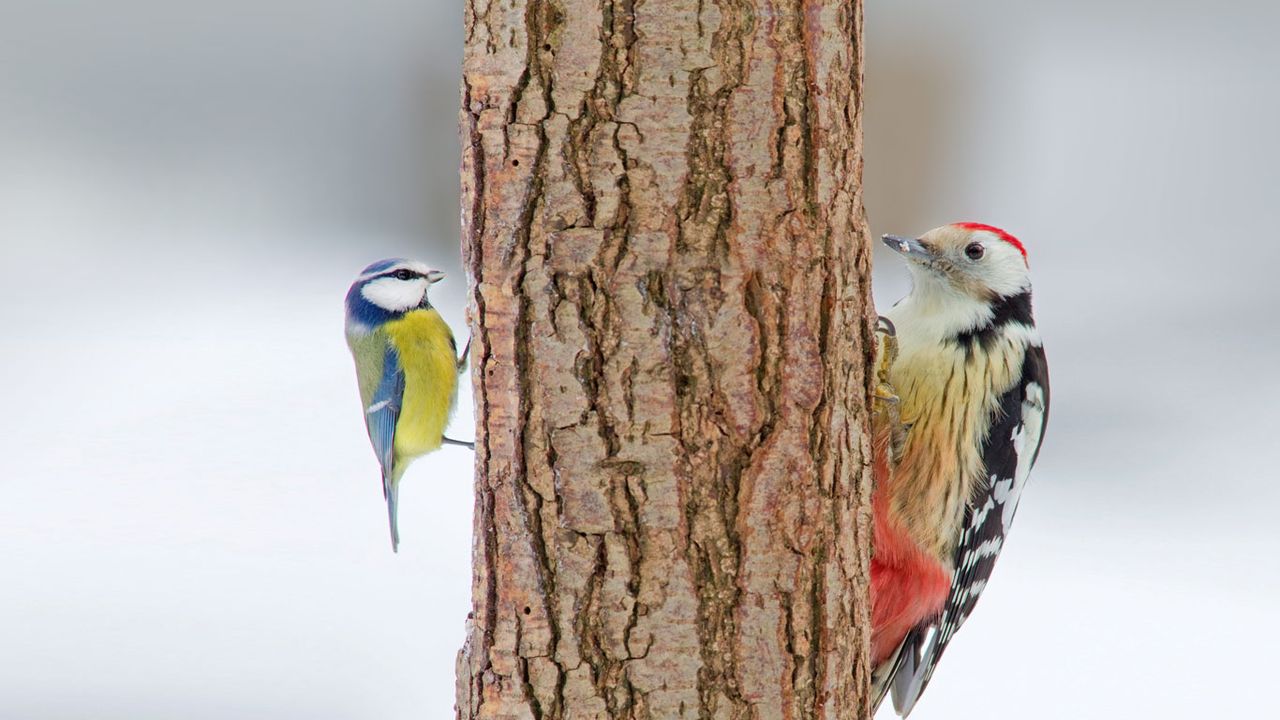 Middle spotted woodpecker and Blue Tit
