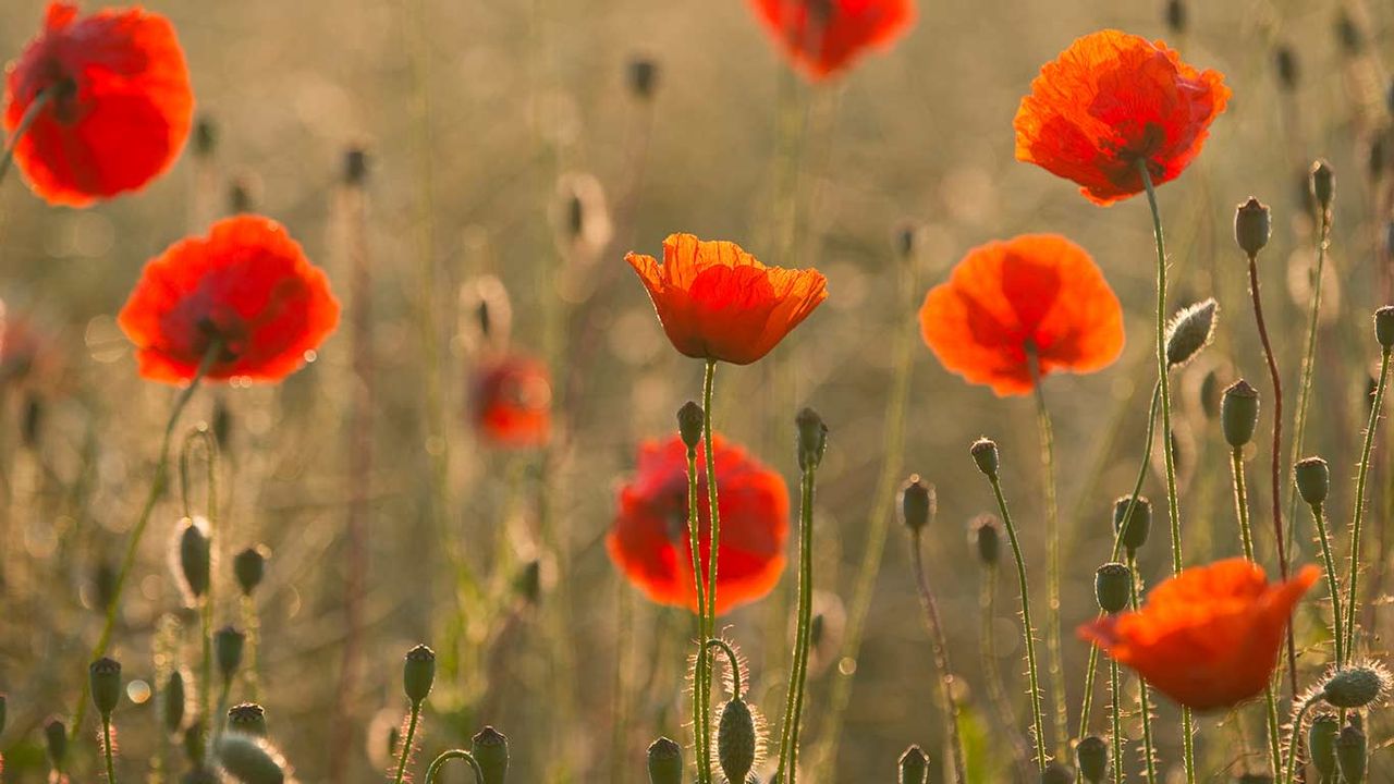 © Frank Sommariva/imageBROKER/Corbis