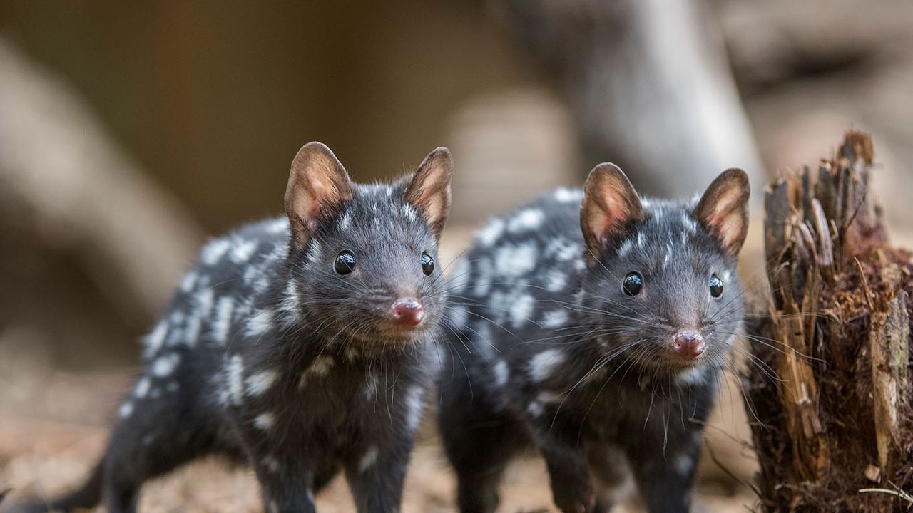 Eastern quolls in Tasmania, Australia 