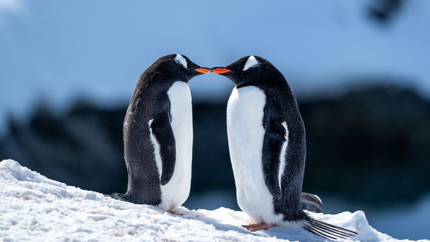 Beak to beak