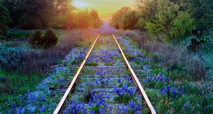 Texas bluebonnets on railroad tracks, Texas
