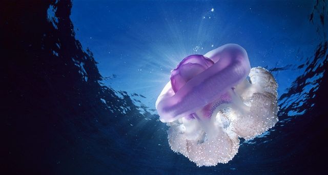 Crown jellyfish
