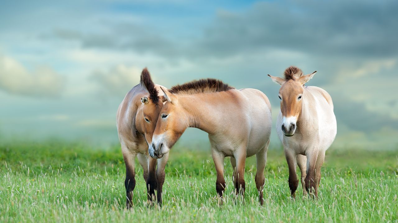 Przewalski's horses