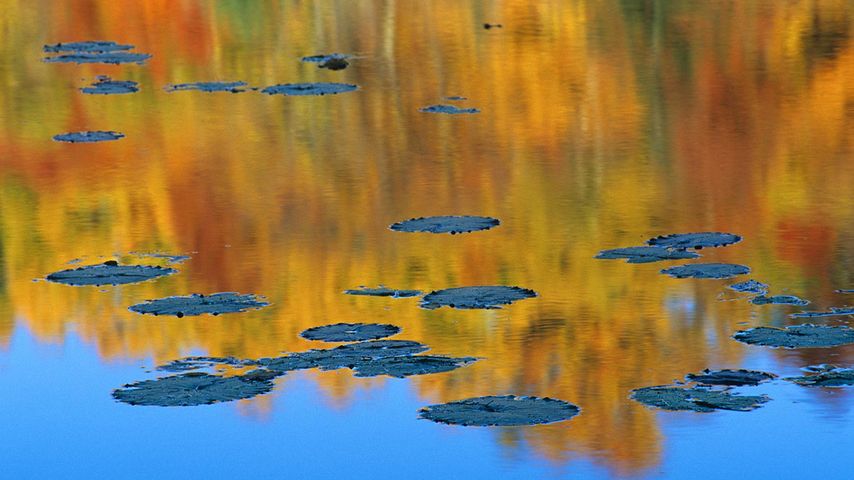 Autumn foliage reflected in pond with lily pads, Que. 