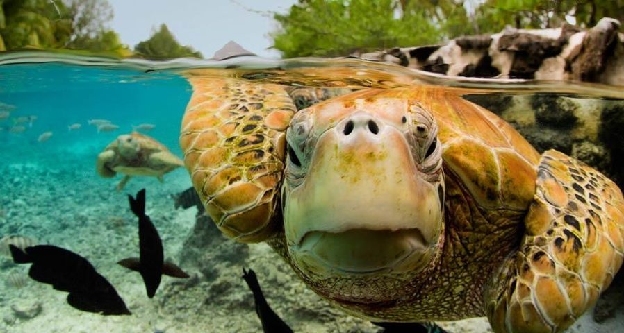 Green sea turtles in Bora Bora, French Polynesia