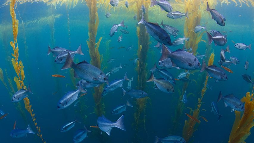 Halfmoon fish in a kelp forest offshore from San Diego, California