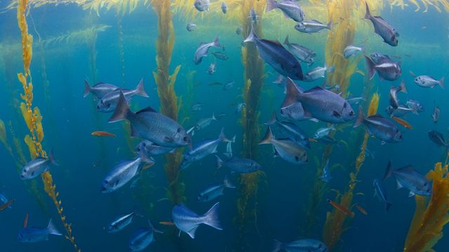 Halfmoon fish in a kelp forest offshore from San Diego, California