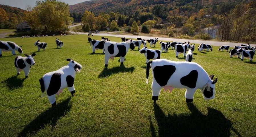 Ornamental cows graze a lawn in Quechee, Vermont
