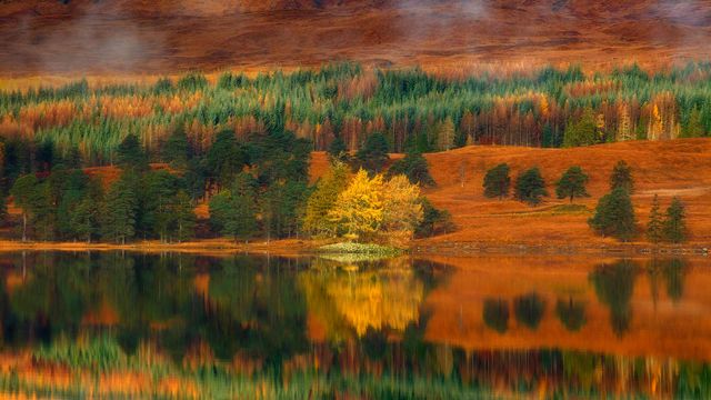 Larch trees at Loch Tulla in the Highlands of Scotland