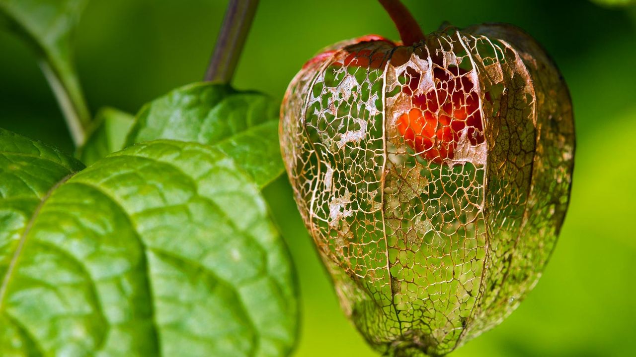 Chinese lantern fruit