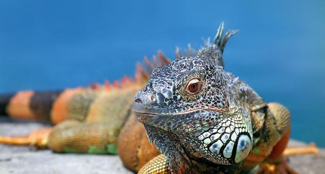 Iguana