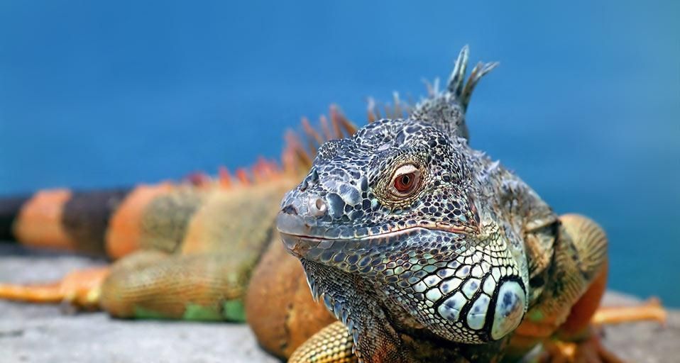 Iguana 