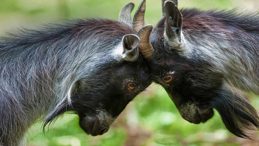 Pygmy goats headbutting
