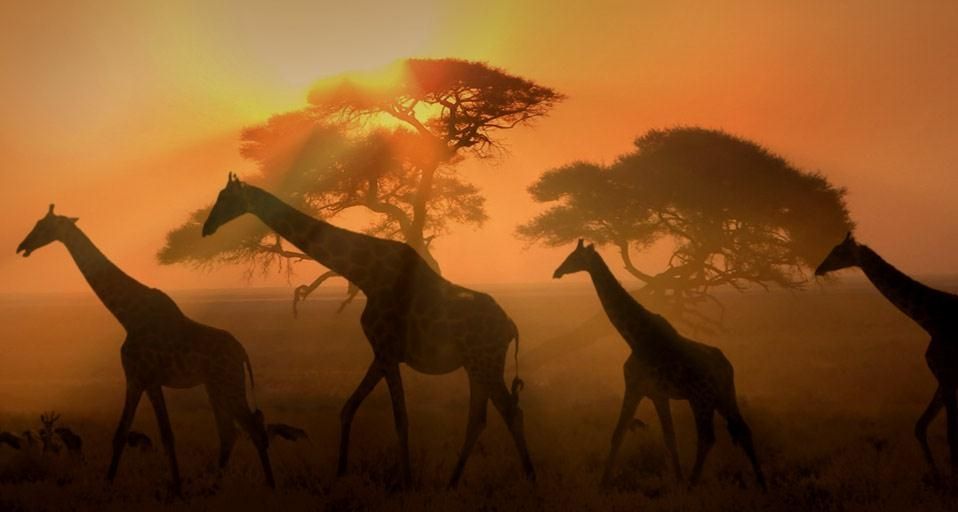 Giraffes at twilight in Etosha National Park, Namibia