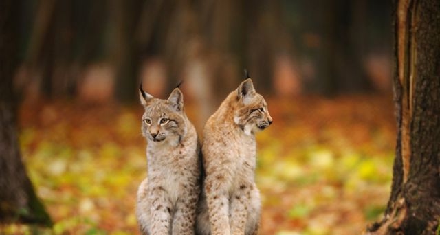 Zwei Luchse im Nationalpark Bayerischer Wald – David & Micha Sheldon/F1 Online/Photolibrary ©