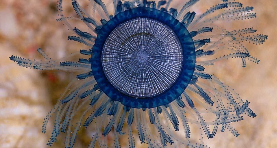 Blue Button (Porpita porpita), Cayman Islands, Caribbean