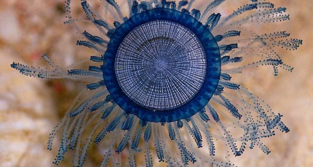 Blue Button (Porpita porpita), Cayman Islands, Caribbean