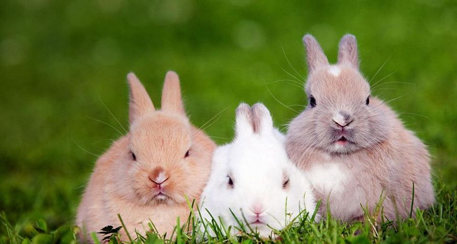 Three rabbits sitting on the grass