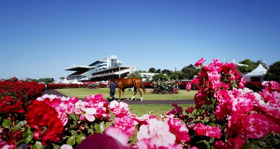 Horse and roses at Flemington Racecourse, Melbourne, Australia