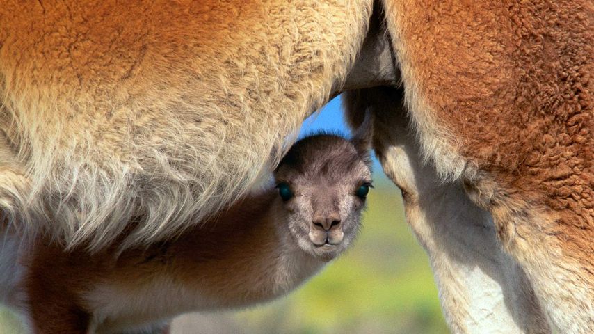 智利的国家公园内，原驼宝宝藏在妈妈的身下寻求安全感