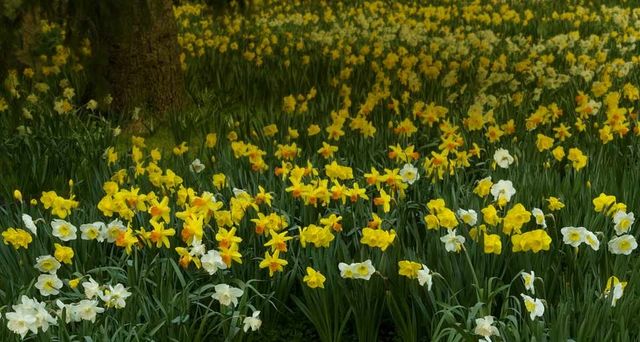 Daffodils, Camelot, Desert varieties at Cherrydell Garden, Leura, Blue Mountains, New South Wales, Australia