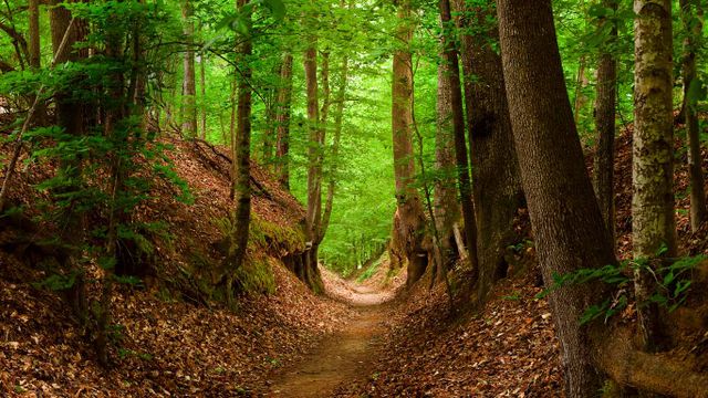 Natchez Trace National Scenic Trail, Mississippi