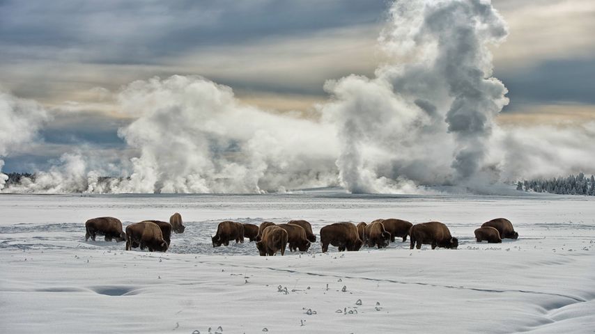 American bison wintering at Fountain Flats, Yellowstone National Park, Wyoming, USA