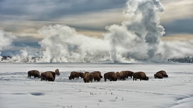 Troupeau de bisons à Fountain Flats dans le parc national de Yellowstone, Wyoming, États-Unis