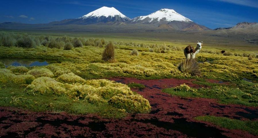 An alpaca standing in the shadow of Pomerape and Parinacota volcanoes in Sajama National Park, Bolivia
