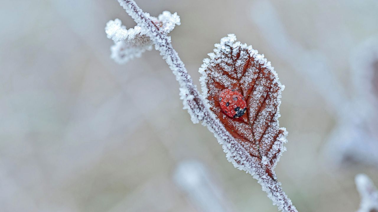 A ladybird hibernates in Tewin, England