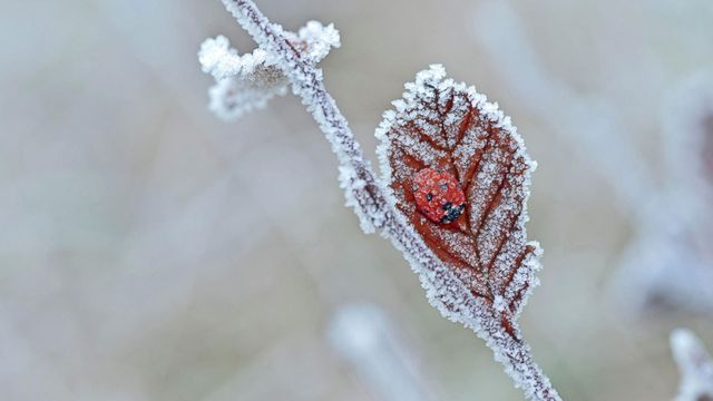Ein Marienkäfer im Winterschlaf, Tewin, England