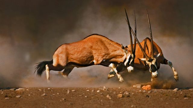 Male gemsboks clash at Etosha National Park, Namibia