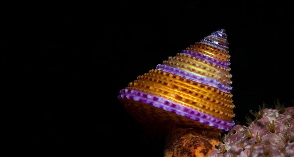 Gestreifte Kreiselschnecke, auch Turbanschnecke genannt – Steven Trainoff Ph.D./Getty Images ©