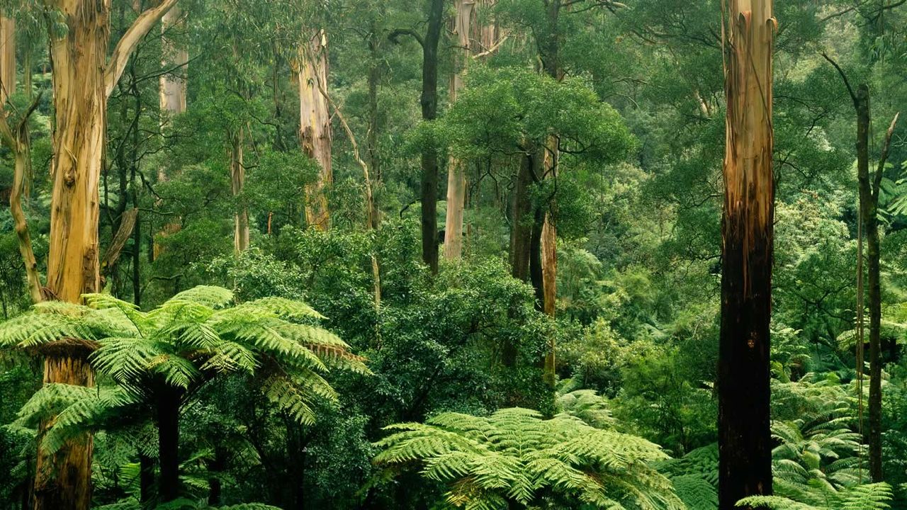 Fern and gum trees in Sherbrooke Forest, Victoria, Australia