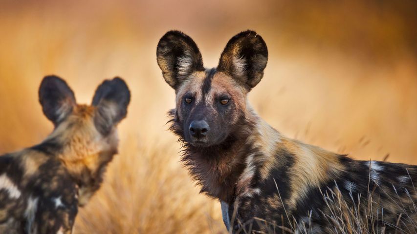 African wild dogs in Kruger National Park, South Africa 
