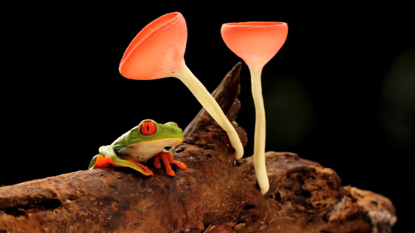 Frog Mushrooms - Bing Gallery Videos