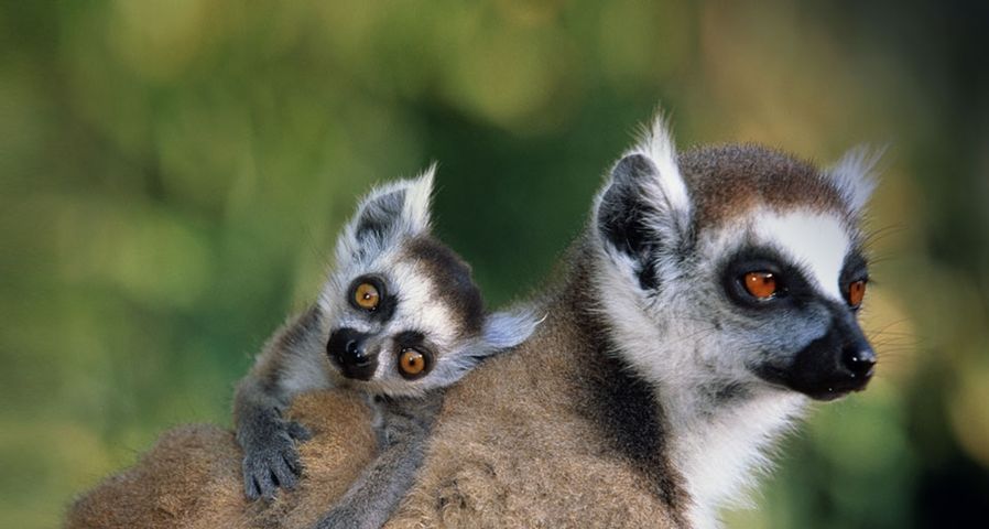 Close-up of a ring-tailed lemur with its offspring